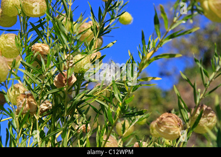 Open seed  capsules of Balloon Milkweed plant,( Gomphocarpus physocarpus). Stock Photo