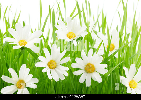 white daisy flowers in green grass Stock Photo