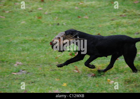 Black labrador retrieving a pheasant Stock Photo