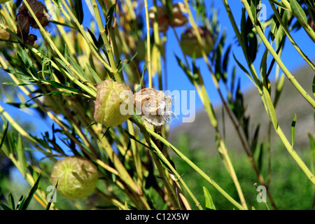 Open seed  capsules of Balloon Milkweed plant,( Gomphocarpus physocarpus). Stock Photo