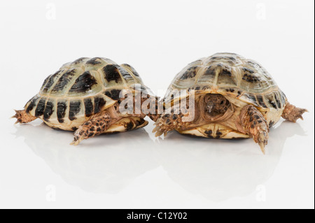 tortoise portrait sideways on white background Stock Photo