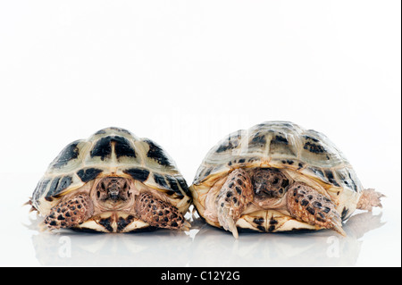 two tortoise portrait sideways on white background side by side facing camera Stock Photo