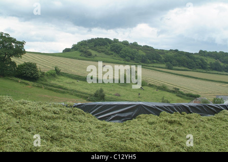 Silage pit with a view of a tractor turning grass for silage in the background Stock Photo