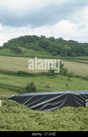 Silage pit with a view of a tractor turning grass for silage in the background Stock Photo