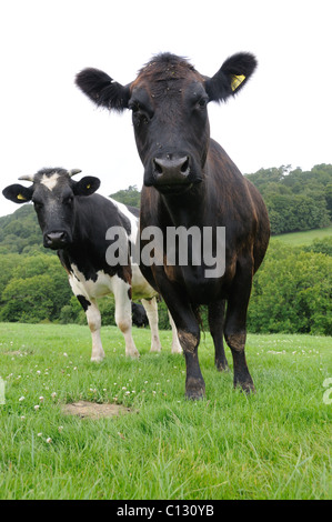 Inquisitive cows Stock Photo