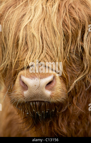 Highland Cow, Scotland Stock Photo