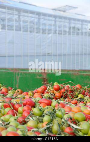 Split tomatos - rubbish from the glasshouses Stock Photo