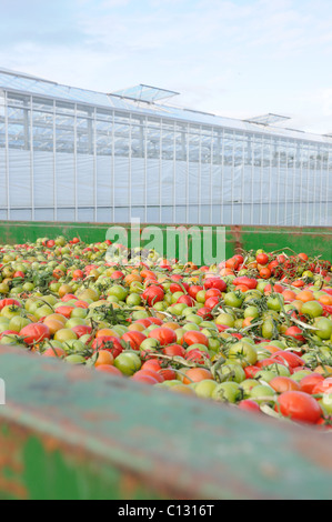 Split tomatos - rubbish from the glasshouses Stock Photo