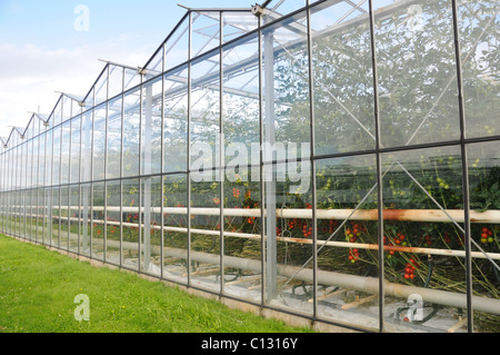 Glasshouses growing tomatos Stock Photo