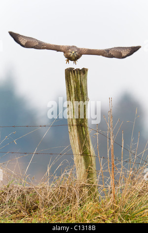 Common Buzzard (Buteo buteo), taking off from fence post Stock Photo