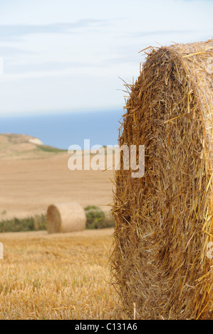 Round haybales near the sea Stock Photo