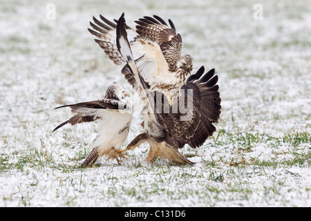 Common Buzzard (Buteo buteo), three fighting over food in winter Stock Photo