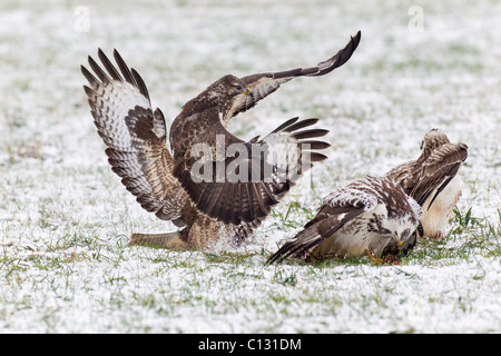 Common Buzzard (Buteo buteo), four fighting over food in winter Stock Photo