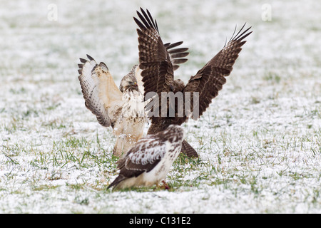 Common Buzzard (Buteo buteo), three fighting over food in winter Stock Photo