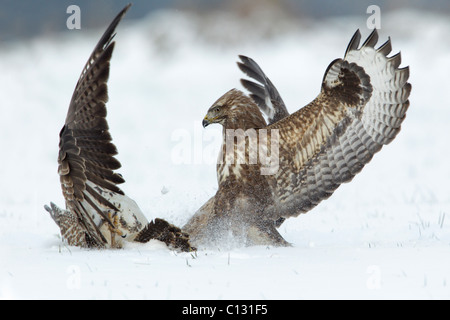 Common Buzzard (Buteo buteo), two fighting over food in winter Stock Photo