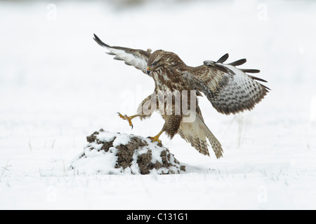 Common Buzzard (Buteo buteo), in flight landing on snow covered mole hill Stock Photo