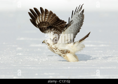 Common Buzzard (Buteo buteo), taking off from snow covered field Stock Photo