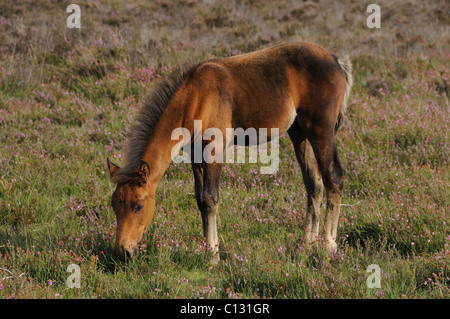 New Forest foal in the heather Stock Photo