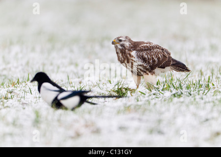 Common Buzzard (Buteo buteo), and Common Magpies (Pica pica), feeding on carrion in snow Stock Photo