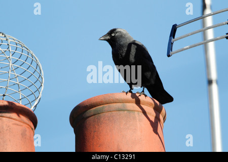 jackdaw (Corvus monedula), perched on house chimney pot, Northumberland, England Stock Photo