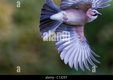 Jay (Garrulus glandarius), in flight, Lower Saxony, Germany Stock Photo
