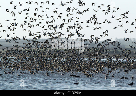 Knot (Calidris canutus), flock flying over sea, Holy Island, autumn, NNR, Northumberland, England Stock Photo