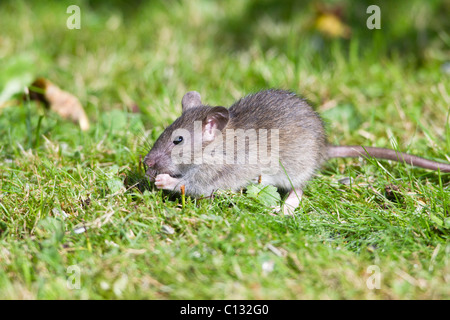 Brown Rat (Rattus norvegicus), baby animal feeding on birdseed in garden, Loer Saxony, Germany Stock Photo