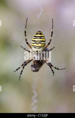 Wasp Orb Web Spider, (Argiope bruennichi), on web with prey, Lower Saxony, Germany Stock Photo