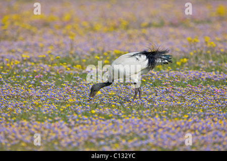 African Sacred Ibis Threskiornis aethiopicus foraging insects in field flowers near Nieuwoudtville Northern Cape Province South Stock Photo
