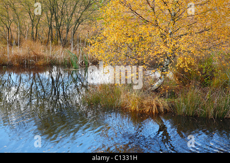 Habitat. Wetland habitat with birch and willow trees etc in Autumn. Cors Caron, Ceredigion, Wales. October Stock Photo