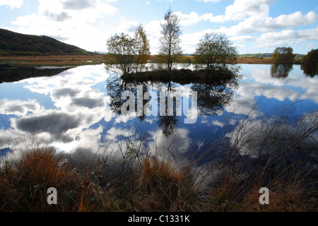 Habitat. Wetland habitat with birch and willow trees etc in Autumn. Cors Caron, Ceredigion, Wales. October Stock Photo