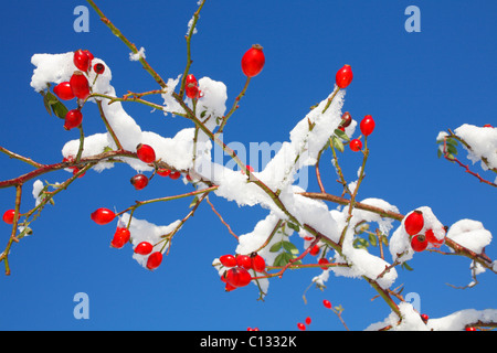 Dog Rose (Rosa canina agg.) hips after a snowfall. Powys, Wales, UK. November. Stock Photo