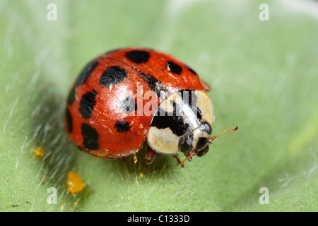 Harlequin Ladybird (Harmonia axyridis) colour variant succinea, introduced pest species. Powys, Wales. Stock Photo