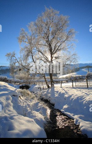 Downy Birch (Betula pubescens) and a stream in snow.. Powys, Wales. December. Stock Photo