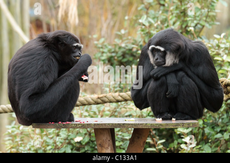 2 Agile Gibbons at feeding time at Bristol Zoo. 2 Agile Gibbons at feeding time at Bristol Zoo.