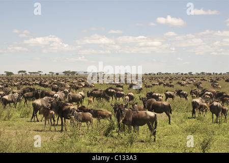 Large Wildebeest herd on Serengeti plains, Tanzania Stock Photo