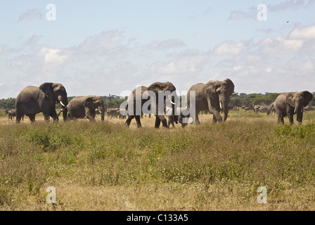 African Bush Elephants (Loxodonta africana) herd on Serengeti plains, Tanzania Stock Photo