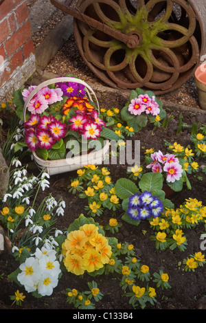 Polyanthus in flower with Snowdrops & Winter aconites in a Spring garden border Stock Photo