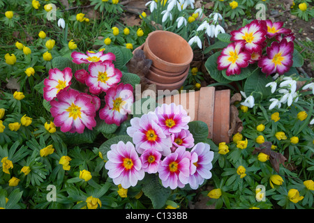 Polyanthus in flower with Snowdrops & Winter aconites in a Spring garden border Stock Photo