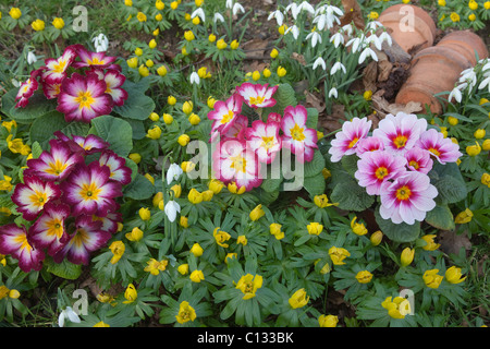 Polyanthus in flower with Snowdrops & Winter aconites Eranthis hyemalis in a Spring garden border Stock Photo