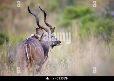 Greater Kudu (Tragelaphus strepsiceros) bull in grass, Mountain Zebra National Park, Eastern Cape Province, South Africa