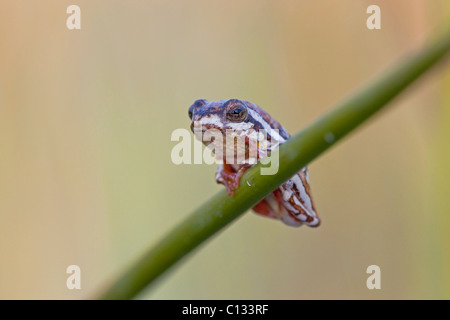 Painted Reed Frog (Hyperolius marmoratus) perching on reed, Okavango Delta, Botswana Stock Photo