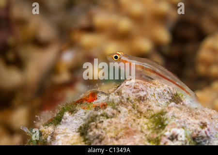 Underwater photography of a Goby fish Photographed in the Red Sea Israel Stock Photo