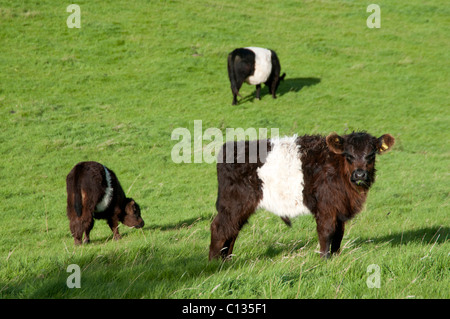 Belted Galloway Cattle grazing by River Urr, Galloway Stock Photo