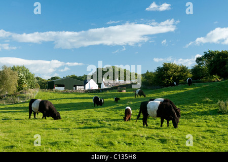 Belted Galloway Cattle grazing near farm buildings by River Urr, Galloway Stock Photo
