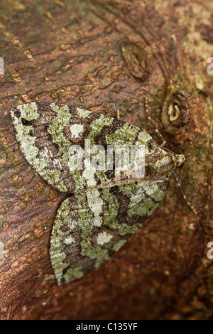 July Highflyer (Hydriomena furcata) moth Stock Photo