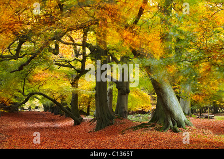 Breezy Autumnal Woodland at Berkhamsted Common Stock Photo