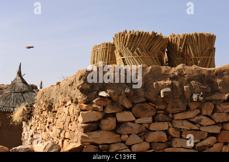 Bundled millet ears on a roof. Begnemato village Dogon Plateau, Pays Dogon, Mali. Stock Photo