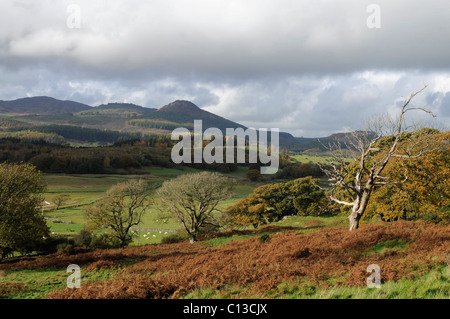 Oak trees in Autumn with Screel Hill Stock Photo