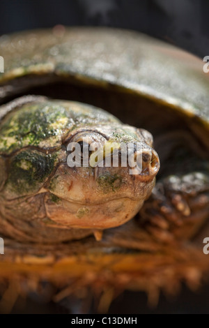 Madagascan Big-headed Turtle (Erymnochelys madagascarensis). Largest freshwater turtle in Madagascar. Endemic. Stock Photo